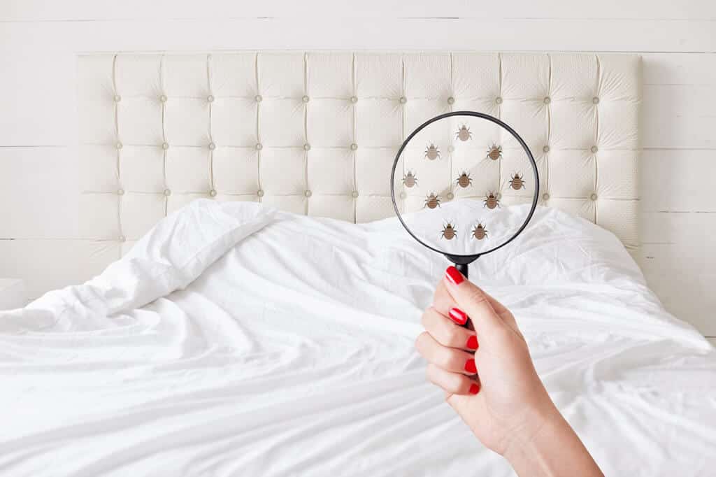 How To Spot And Get Rid Of Bed Bugs Tri X Pest Management