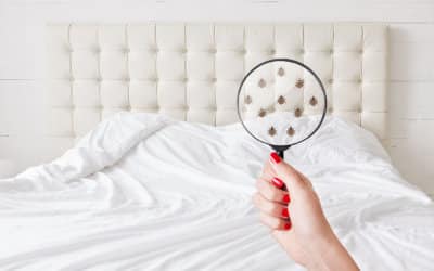 How To Spot and Get Rid of Bed Bugs