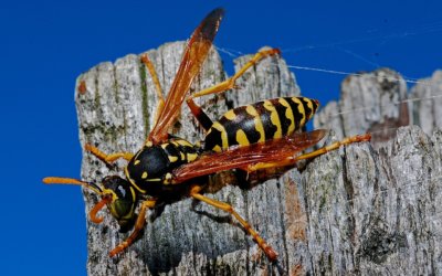 How To Identify Wasp Nests and What To Do Next