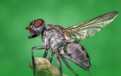 Can Pest Control Get Rid of Flies