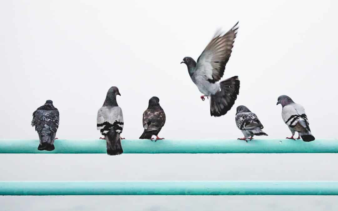 How To Get Rid of Pigeons For Good